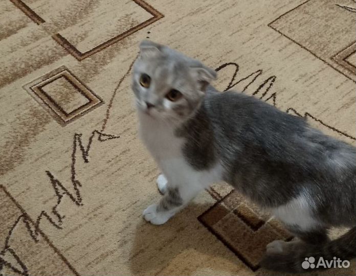 Кот пропадает