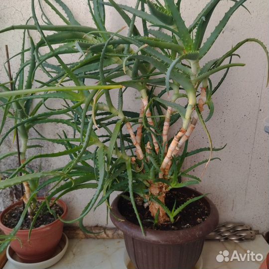 Столетники в горшке