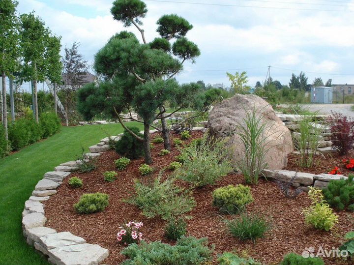 Кора сосновая для мульчирования