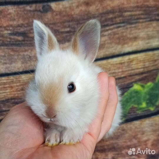 Маленькие кролики карликовые