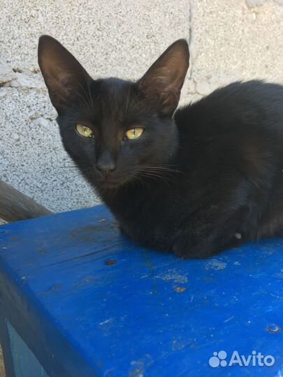 Котик в добрые руки