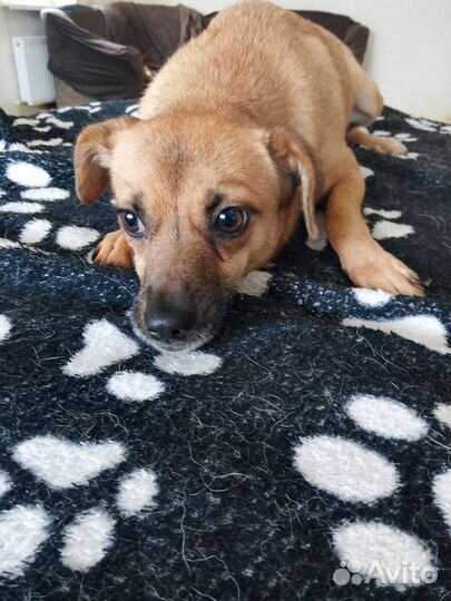 Собака в добрые руки отдам бесплатно