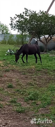 Продаю лошадей Карачаевской породы