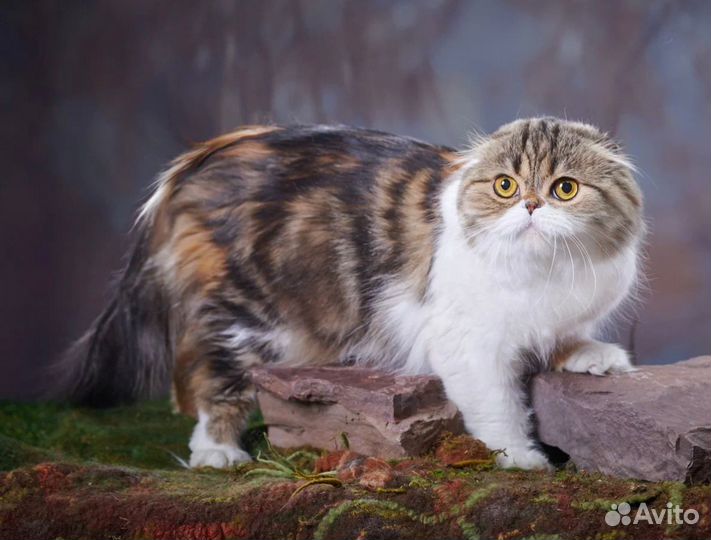 Шотланская кошка