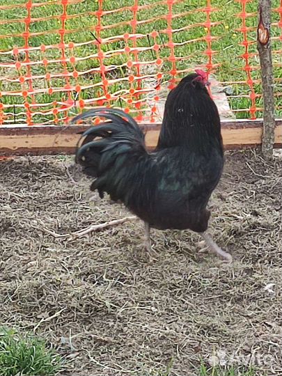 Петухи Амераукана, Пушкинские