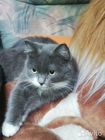 Ручная красивая кошечка в дар