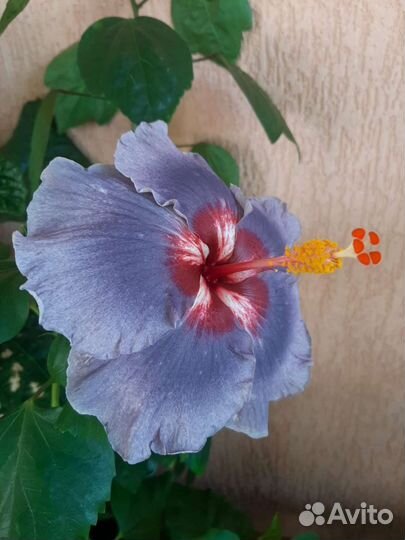 Гибискус сортовой комнатный