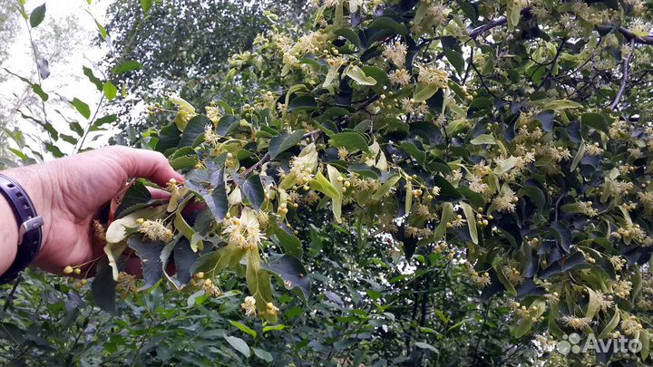 Саженцы липы, берёзы, рябины, осины, черемухи