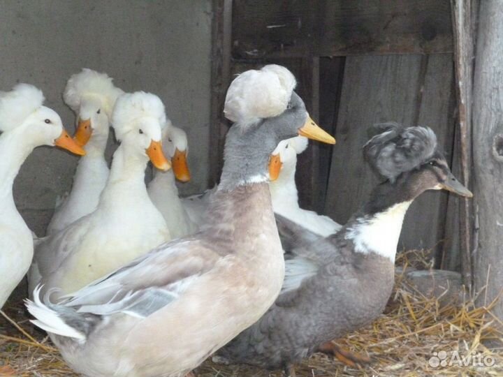 Утки хохлатые