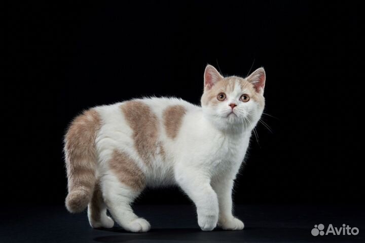 Британская кошка