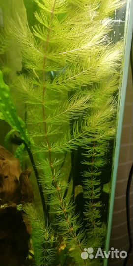 Роголистник красностебельный