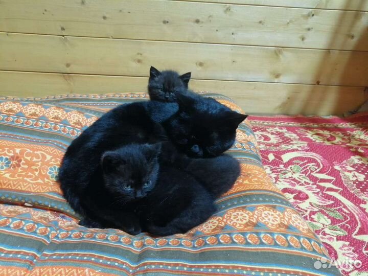 Котята шотландские крысоловы 2 месяца