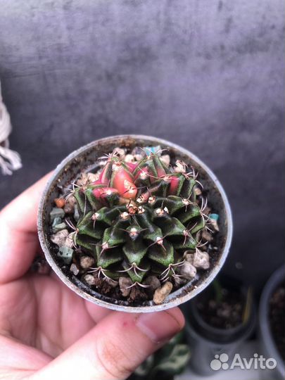 Кактус Гимнокалициум Вариегата