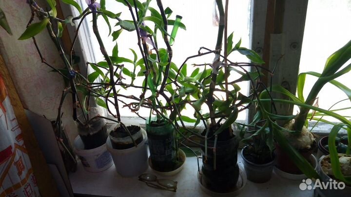 Золотой ус лечебный