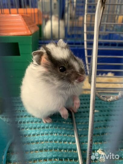 Сирийский хомяк с клеткой