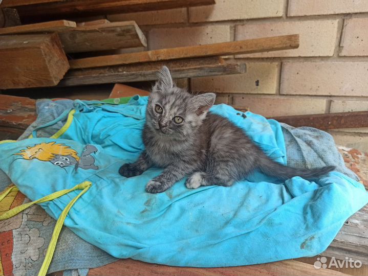 Котята в добрые руки 1 месяц