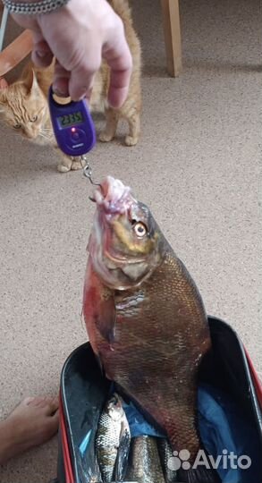 Рыба свежемороженая