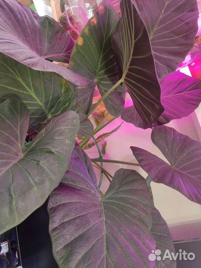 Алоказии разных сортов