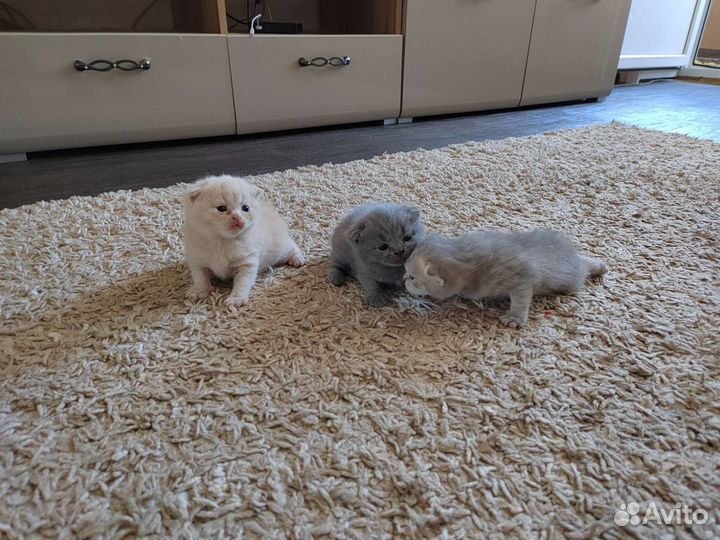 Британские котята