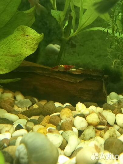 Рыбки и корма