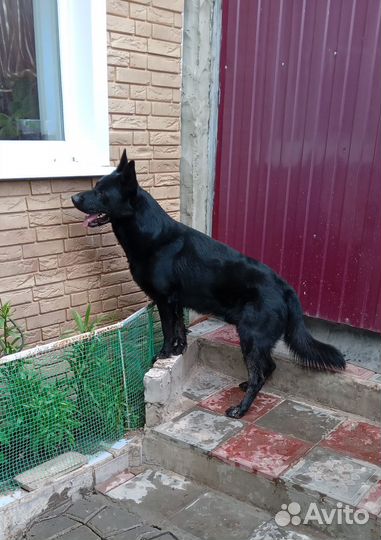 Немецкая овчарка.Вязка