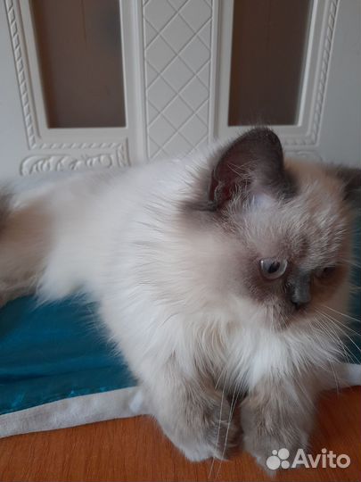 Шотландский мальчик