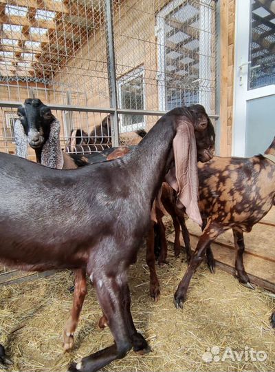 Нубийские козы камори