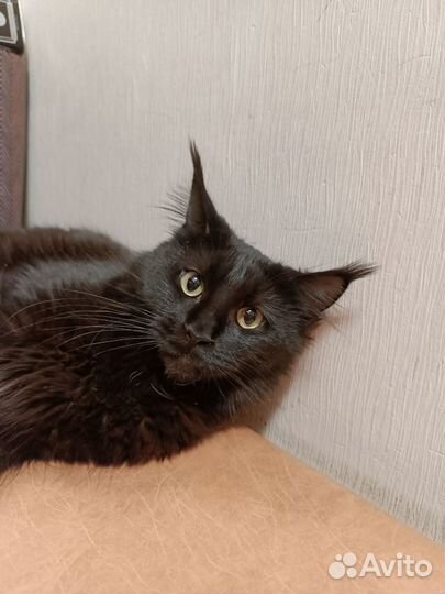 Мейн-кун черный