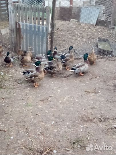 Подсадные утки для охоты