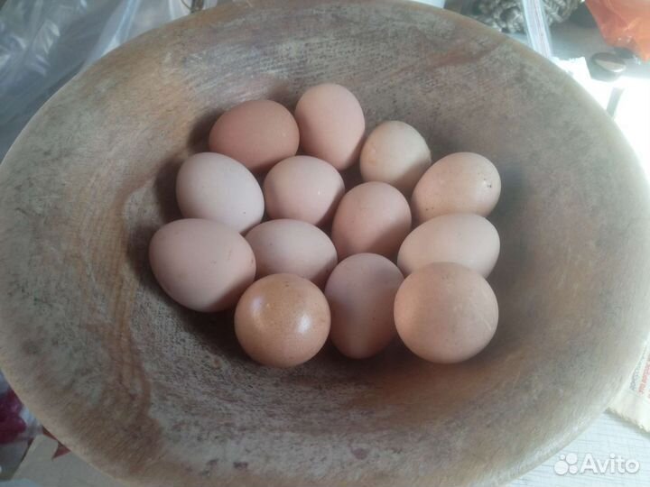 Яйца куриные и цесариные- птица убойная из лпх