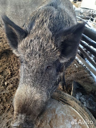 Продам хряка