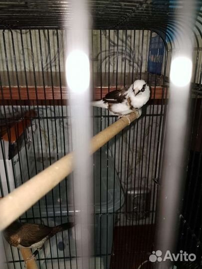 Японские амадины