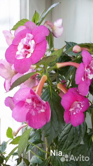 Ахименесы ризомы