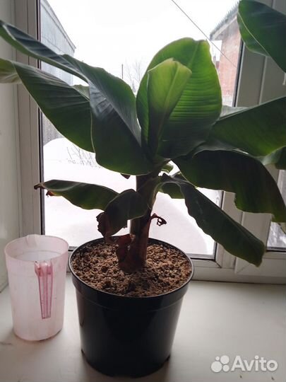 Домашние экзотические растения