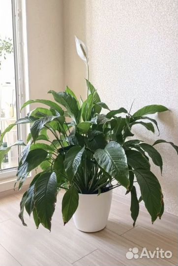 Спатифилум гигант,даймонд,королевский,Бенито