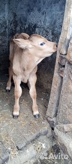 Продается бычок