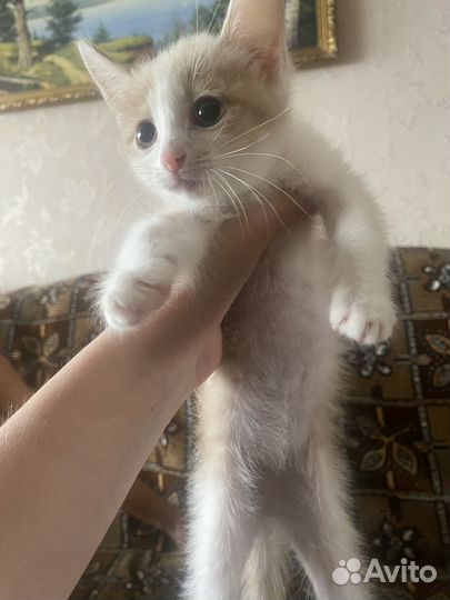 Котики в дар