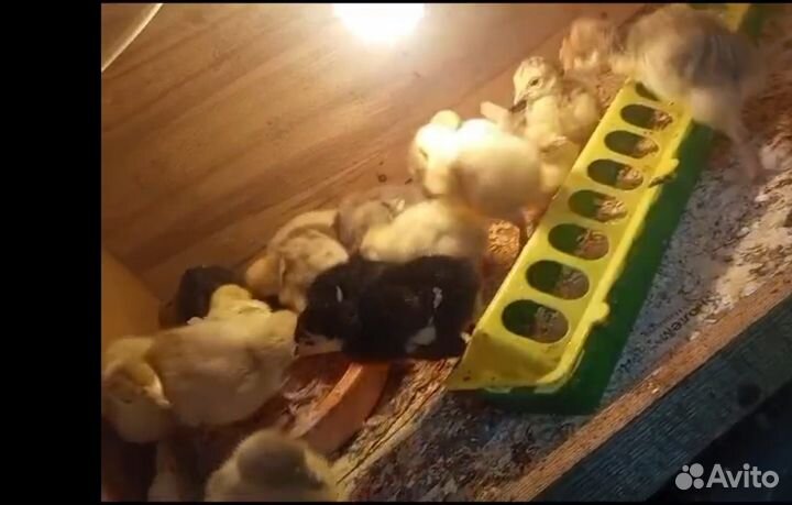 Инкубационное яйцо