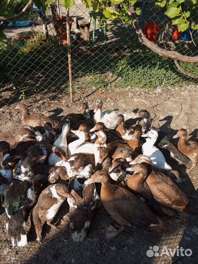 Утки шипуны