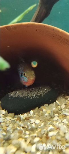 Хромис красавец