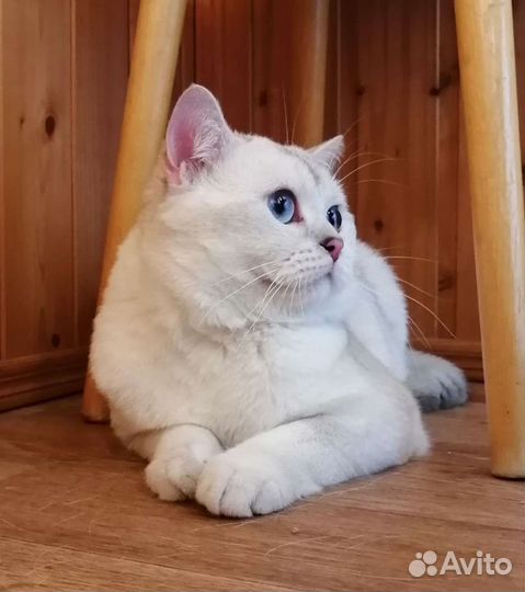 Вязка с котом, Чемпион WCF