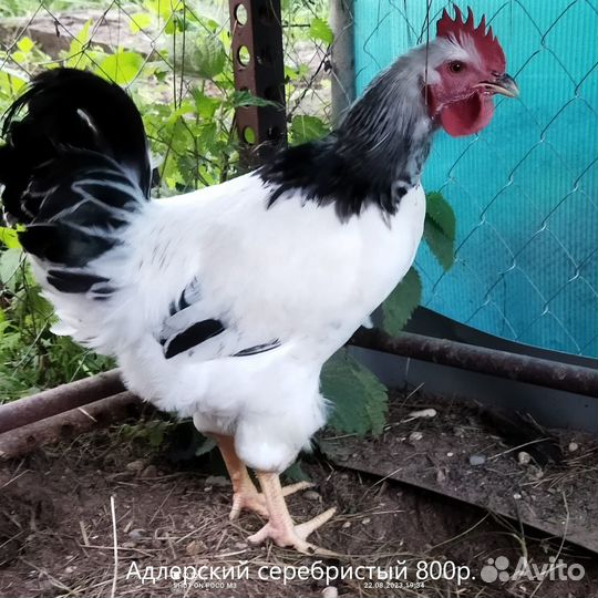 Молодые петухи