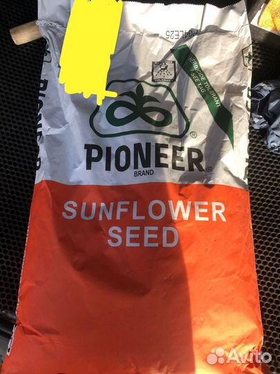 Семена подсолнечника