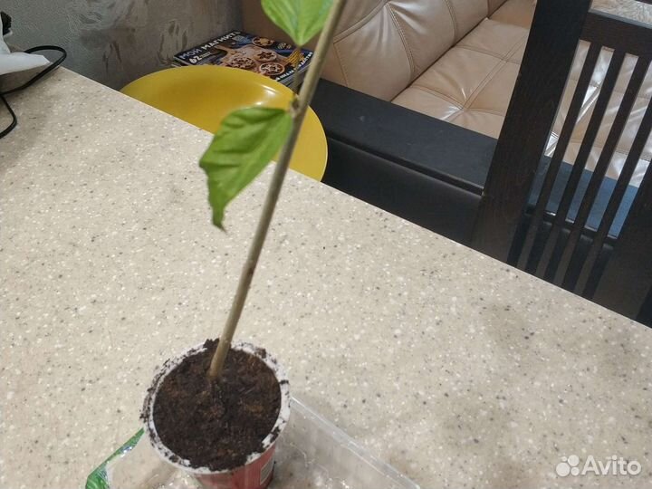 Гибискус Китайская роза Санрайз лососевая