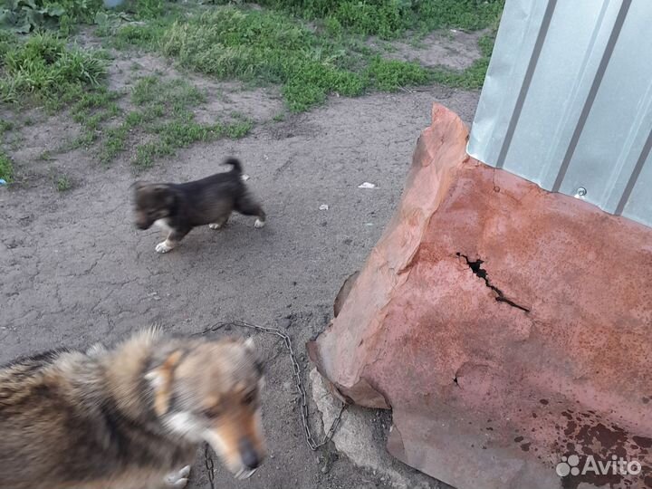 Щенки дворняги