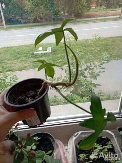 Филодендрон