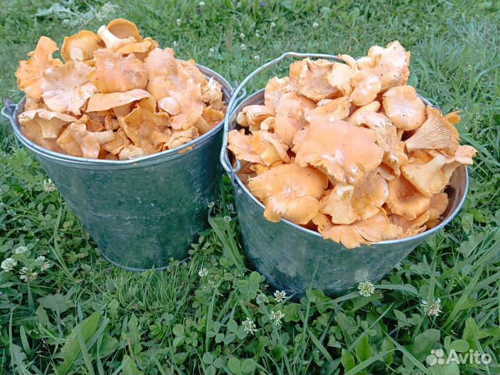 Продам грибы лисички. Свежие. 10 литров