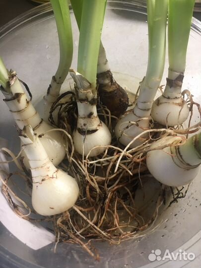 Амариллис гиппеаструм