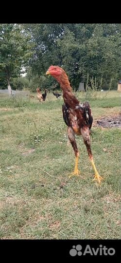 Бойцовые куры цыплята