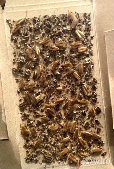 Дезинсекция, избавление от тараканов, клопов, вшей